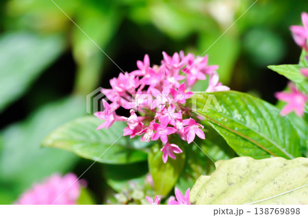 Pentas lanceolata , Egyptian star cluster or RUBIACEAE or Egyptian starcluster or Starflower or pink Egyptian starcluster flowers Pentas lanceolata , Egyptian star cluster or RUBIACEAE or Egyptian starcluster or Starflower or pink Egyptian starcluster flowers 138769898