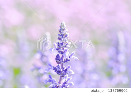salvia blue giant or Blue Salvia, Mealy Cap Sage or Salvia farinacea Benth or Salvia farinacea or Salvia sp or Lamiaceae or purple flower salvia blue giant or Blue Salvia, Mealy Cap Sage or Salvia farinacea Benth or Salvia farinacea or Salvia sp or Lamiaceae or purple flower 138769902