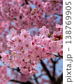 茨城県守谷市の公園で楽しむお花見風景 満開の桜と市民の憩いの場 138769905