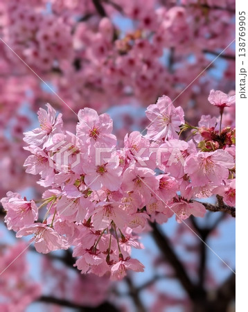 茨城県守谷市の公園で楽しむお花見風景 満開の桜と市民の憩いの場 138769905
