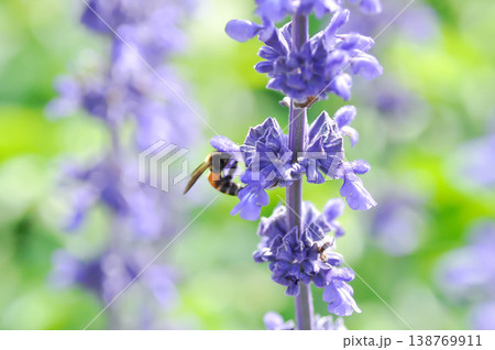 salvia blue giant or Blue Salvia, Mealy Cap Sage or Salvia farinacea Benth or Salvia farinacea or Salvia sp or Lamiaceae or purple flower and a bee salvia blue giant or Blue Salvia, Mealy Cap Sage or Salvia farinacea Benth or Salvia farinacea or Salvia sp or Lamiaceae or purple flower and a bee 138769911