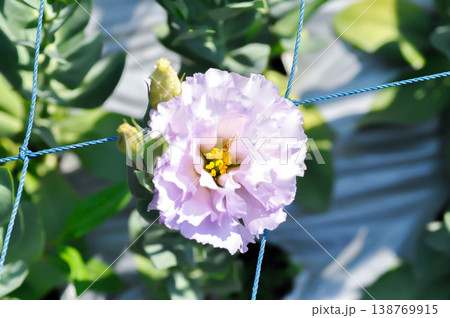 Bluebell Gentian, Eustoma grandiflorum Raf Shinners or Eustoma russellianum Hook G Don or GENTIANACEAE or lisianthus or Prairie Gentian or Texas Bluebell or purple flower 138769915