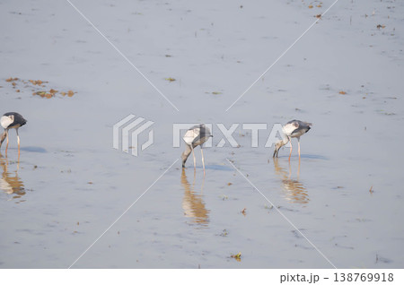 Anastomus oscitans, Asian openbill or Asian Openbill stork or Ciconia boyciana or Oriental stork or bird Anastomus oscitans, Asian openbill or Asian Openbill stork or Ciconia boyciana or Oriental stork or bird 138769918