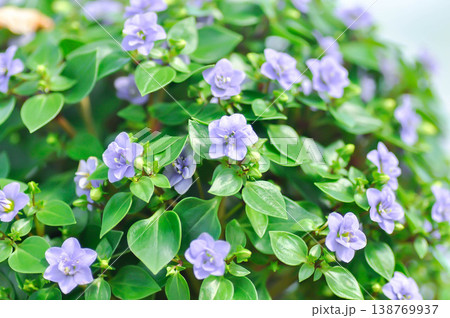 German Violet or Persian Violet or Exacum Princess or Exacum affine Balf f ex Regel or GENTIANACEAE or  Persian Gentian or purple flower 138769937