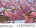 満開の河津桜の花 春の青空に映えるピンクの桜の風景 138769955