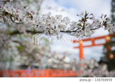 京の春　岡崎エリア満開の桜と大鳥居2 138769959