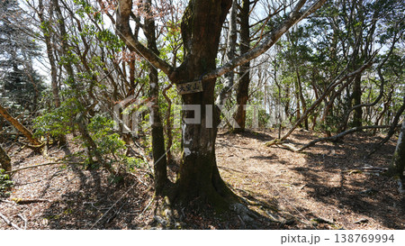大室山 山頂 山梨県 大室山 山頂 山梨県 138769994