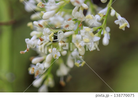 初夏の森に咲く雨に濡れたネズミモチの白い花 初夏の森に咲く雨に濡れたネズミモチの白い花 138770075