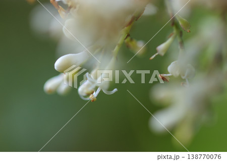 初夏の森に咲くネズミモチの白い花 初夏の森に咲くネズミモチの白い花 138770076