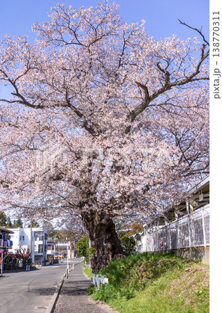 満開の桜のある道路 満開の桜のある道路 138770311