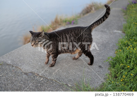 堤防で遊ぶとら猫 堤防で遊ぶとら猫 138770469