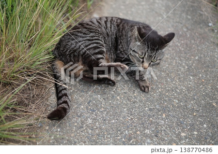 堤防で遊ぶとら猫 138770486