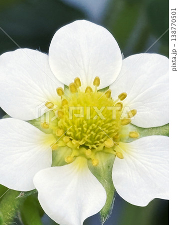 可憐で白いいちごの花 138770501