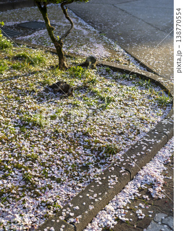 地面に落ちた桜の花弁 地面に落ちた桜の花弁 138770554