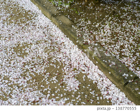 地面に落ちた桜の花弁 138770555
