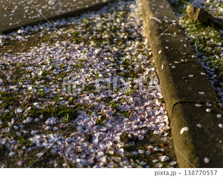 地面に落ちた桜の花弁 138770557