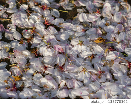 地面に落ちた桜の花弁 138770562