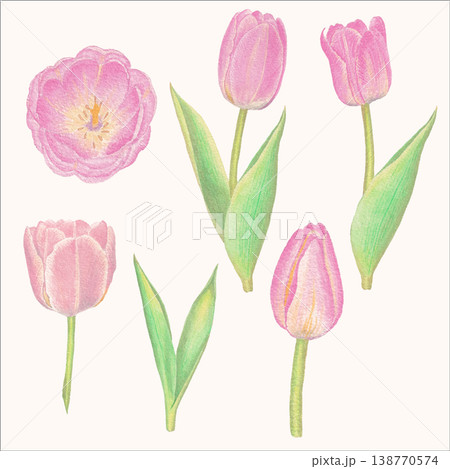 Tulip watercolor floral design spring bloom botanical element Tulip watercolor floral design spring bloom botanical element 138770574