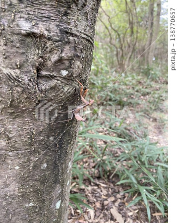 木の幹にいたハラビロカマキリの幼虫 138770657