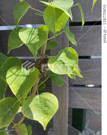 樹液を吸うアブラゼミ 138770658