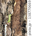 木の幹にいた芋虫 138770669
