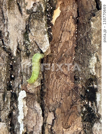 木の幹にいた芋虫 138770669