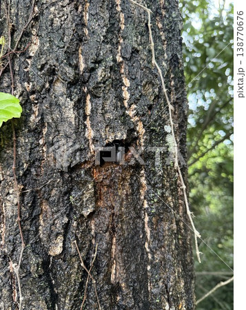 木のうろにいたコクワガタ 138770676