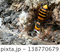 樹液を吸うオオスズメバチ 138770679