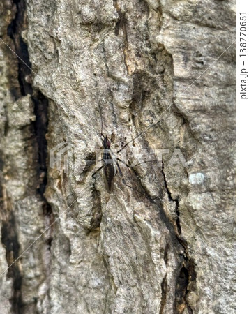 木に止まるホシアシナガヤセバエ 138770681