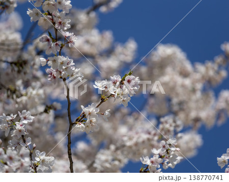 満開に咲いた桜のクローズアップ 138770741