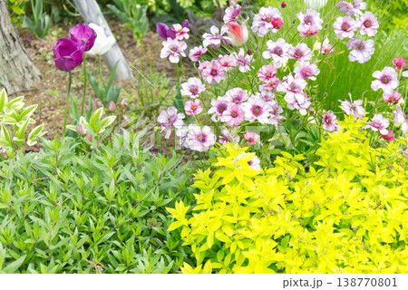 紫とピンクの花々 138770801