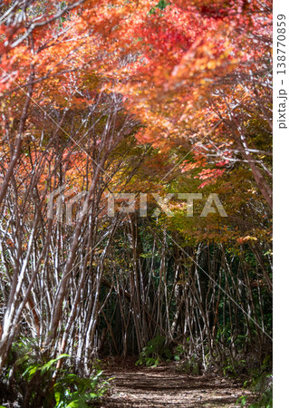 三重県 大台町 丸山公園 ドウダンツツジのトンネル 秋の森のイメージ 三重県 大台町 丸山公園 ドウダンツツジのトンネル 秋の森のイメージ 138770859