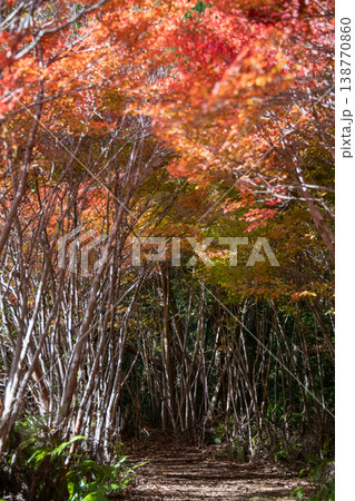 三重県 大台町 丸山公園 ドウダンツツジのトンネル 秋の森のイメージ 三重県 大台町 丸山公園 ドウダンツツジのトンネル 秋の森のイメージ 138770860