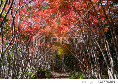 三重県　大台町　丸山公園　ドウダンツツジのトンネル　秋の森のイメージ 138770864
