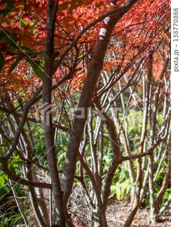 三重県 大台町 丸山公園 ドウダンツツジのトンネル 秋の森のイメージ 三重県 大台町 丸山公園 ドウダンツツジのトンネル 秋の森のイメージ 138770866
