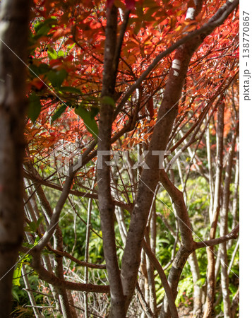 三重県　大台町　丸山公園　ドウダンツツジのトンネル　秋の森のイメージ 138770867