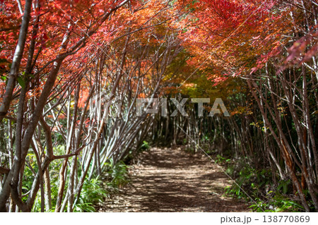 三重県　大台町　丸山公園　ドウダンツツジのトンネル　秋の森のイメージ 138770869