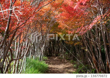 三重県 大台町 丸山公園 ドウダンツツジのトンネル 秋の森のイメージ 三重県 大台町 丸山公園 ドウダンツツジのトンネル 秋の森のイメージ 138770872