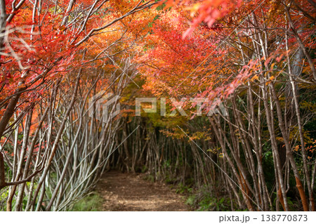 三重県 大台町 丸山公園 ドウダンツツジのトンネル 秋の森のイメージ 三重県 大台町 丸山公園 ドウダンツツジのトンネル 秋の森のイメージ 138770873
