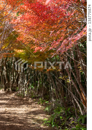 三重県 大台町 丸山公園 ドウダンツツジのトンネル 秋の森のイメージ 三重県 大台町 丸山公園 ドウダンツツジのトンネル 秋の森のイメージ 138770874