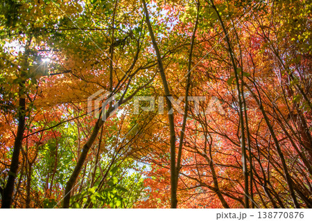 三重県 大台町 丸山公園 ドウダンツツジのトンネル 秋の森のイメージ 三重県 大台町 丸山公園 ドウダンツツジのトンネル 秋の森のイメージ 138770876