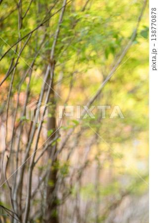 三重県 大台町 丸山公園 ドウダンツツジのトンネル 秋の森のイメージ 三重県 大台町 丸山公園 ドウダンツツジのトンネル 秋の森のイメージ 138770878