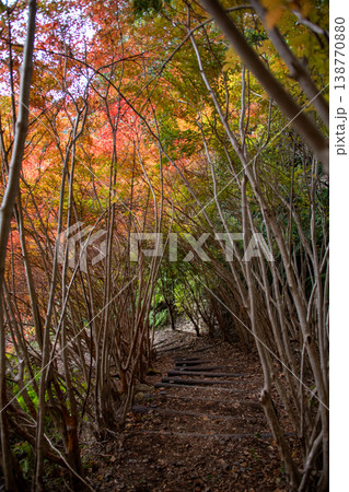 三重県 大台町 丸山公園 ドウダンツツジのトンネル 秋の森のイメージ 三重県 大台町 丸山公園 ドウダンツツジのトンネル 秋の森のイメージ 138770880