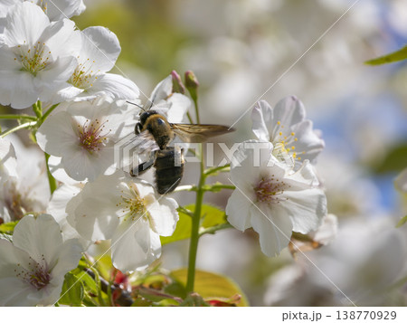桜の花とクマバチ 桜の花とクマバチ 138770929