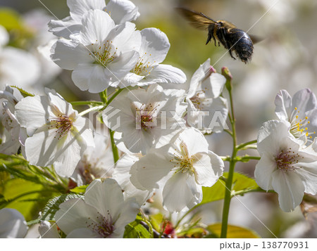 桜の花とクマバチ 桜の花とクマバチ 138770931