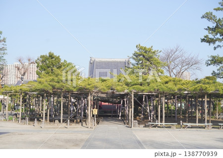 影向の松（江戸川区） 138770939