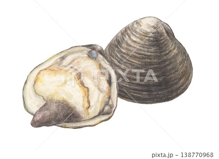 ホッキ貝　水彩色鉛筆イラスト 138770968