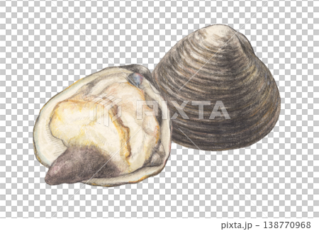 ホッキ貝　水彩色鉛筆イラスト 138770968