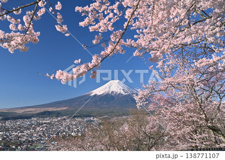 新倉山浅間公園から望む春の富士山と満開の桜 138771107