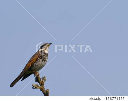 青空に止まるツグミ 春の野鳥 Turdus naumanni perched on branch w 青空に止まるツグミ 春の野鳥 Turdus naumanni perched on branch w 138771135